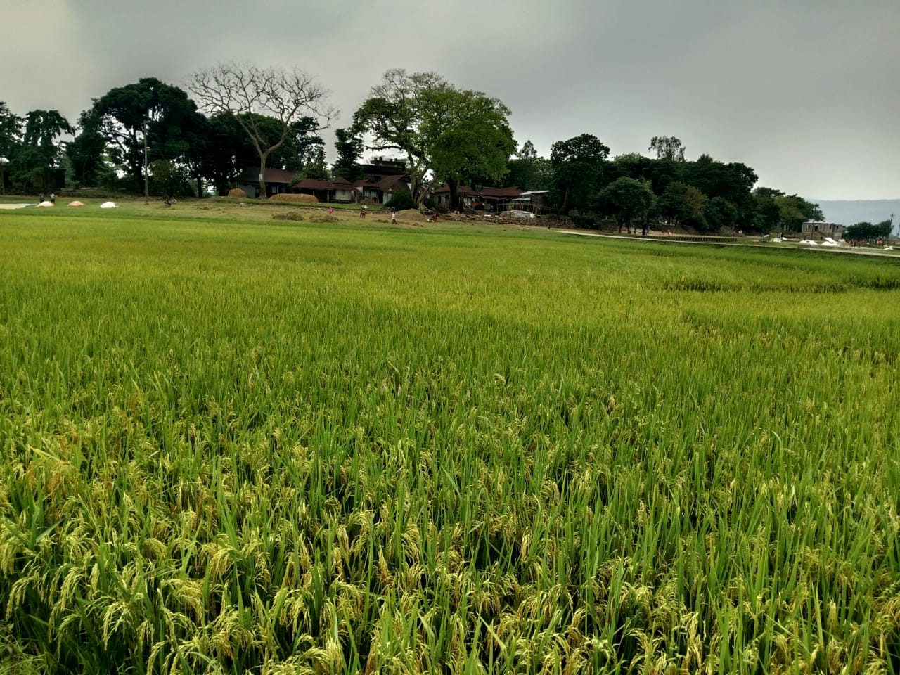 তাহিরপুরে ধানের সোনালি ফসলে হাসছে হাওর,শ্রমিকের চড়া দামে কাঁদছে কৃষক
