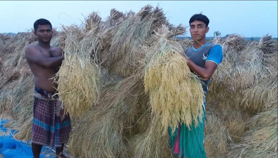 সাতক্ষীরায় ধানের দাম কমেছে কেজিতে ১১ টাকা