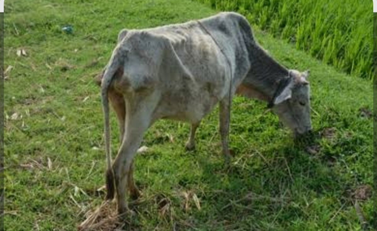 লোহাগড়ায় জেলেদের ৫ গরু হজম করলেন মহব্বত
