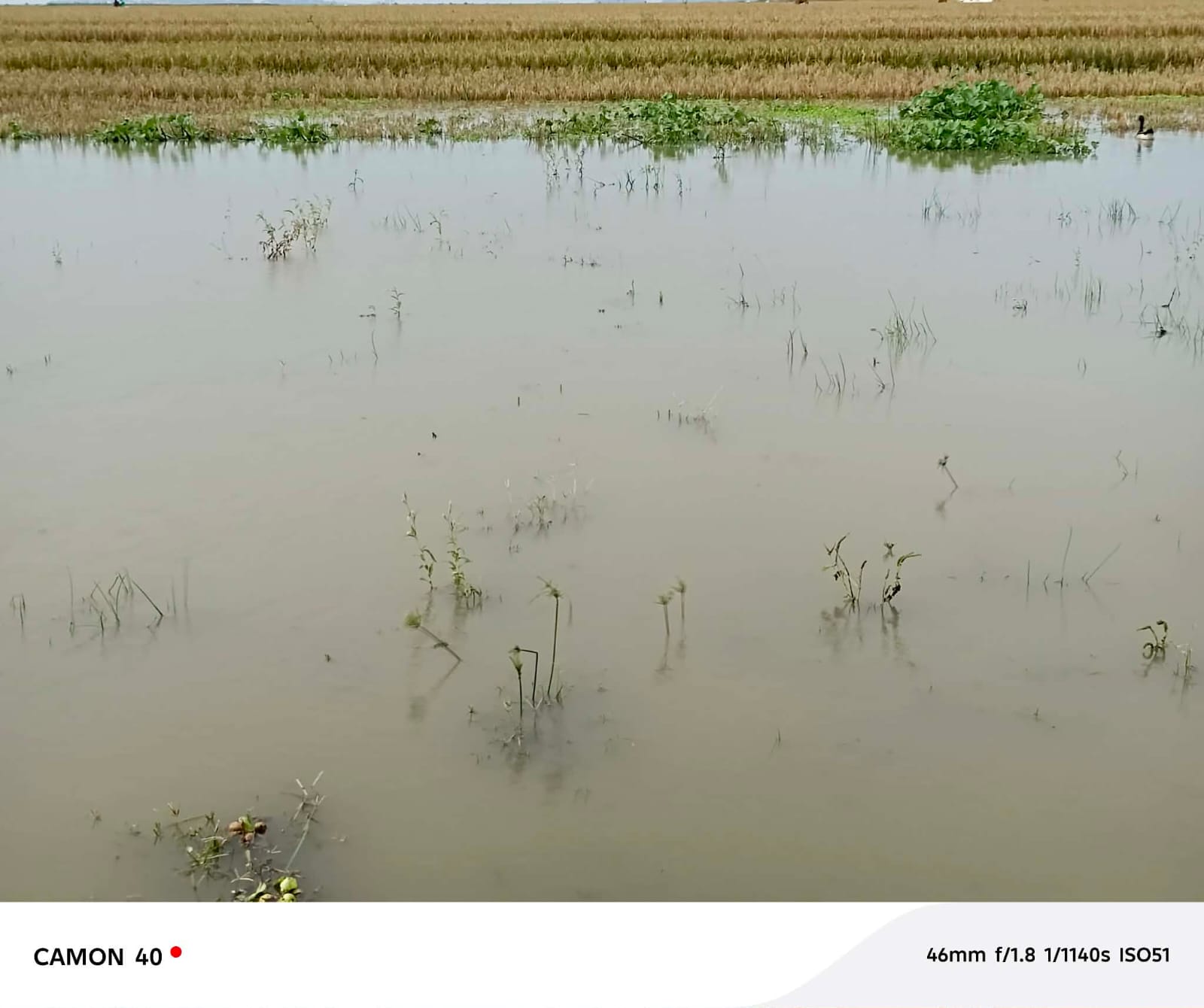 ইটনায় ৮৫৬ হেক্টর জমির ফসল পানির নিচে তলিয়ে গেছে