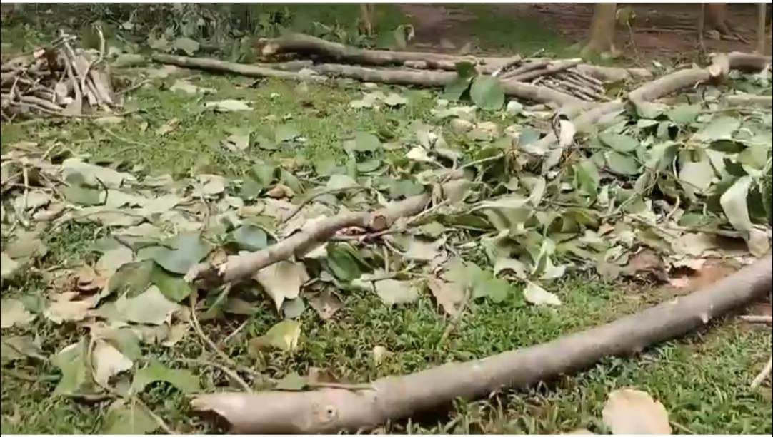 গেজেটভুক্ত বনভূমিতে সেগুন নিধনের অভিযোগ, নীরব বন বিভাগ