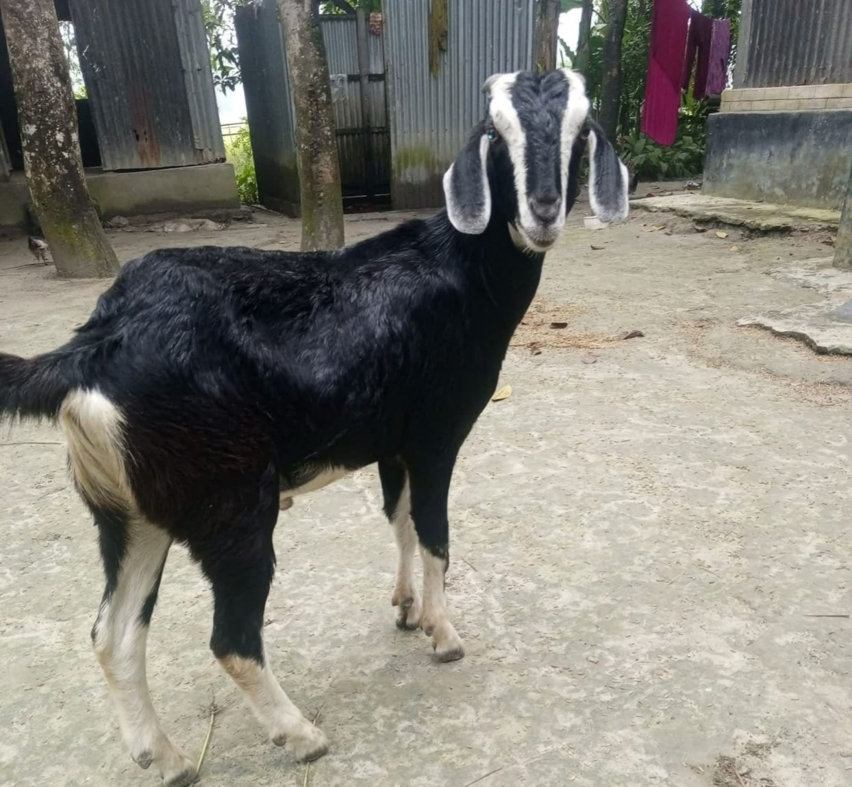 বকশীগঞ্জে ছাগল চুরির ঘটনায় উত্তেজনা: উদ্ধার হওয়া ছাগলের মালিককে প্রাণনাশের হুমকি
