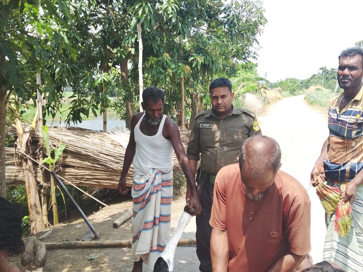 পাবনার ফরিদপুরে কোরবানির পশুর চামড়ার গুণগত মান রক্ষায় আনসার ও গ্রাম প্রতিরক্ষা বাহিনীর সদস্যরা