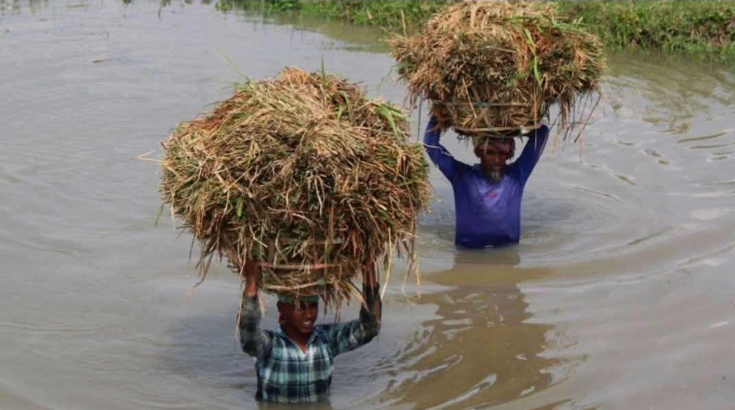 ইচ্ছা আছিল‌ ধান তুইল্লা খোড়াক রাইক্কা ধান বেইচ্চা কোরবানি দিমু,আর পূরণ করতাম পারলাম না
