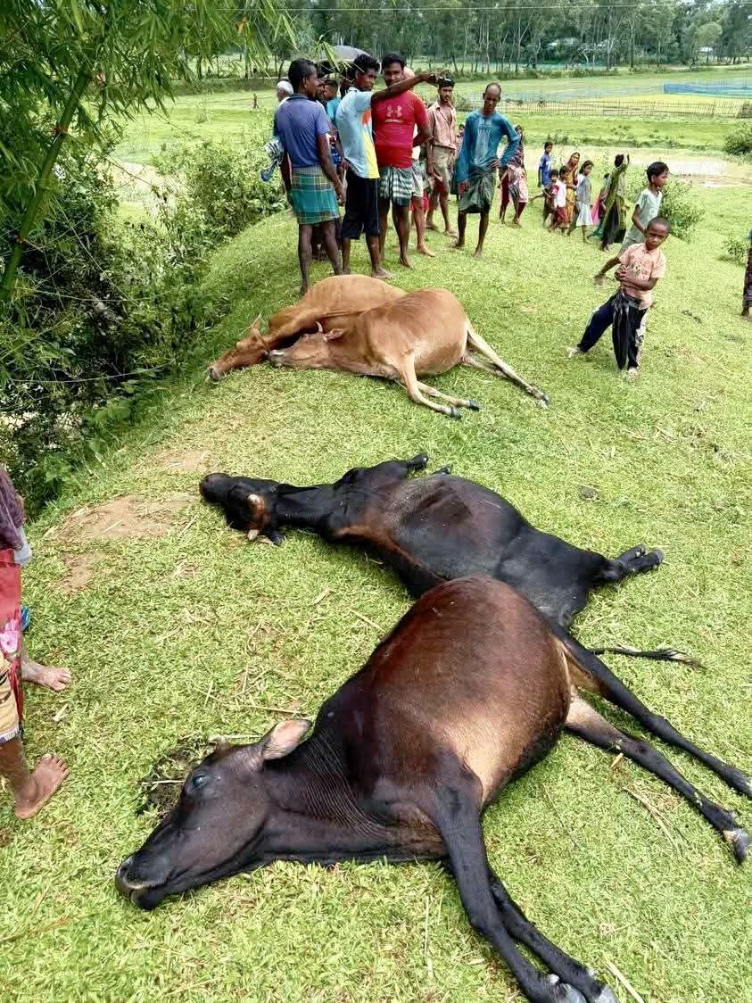 জুড়ীতে ভয়াবহ বজ্রপাতে ১৩ টি গরু ১টি মহিষের মৃত্যু