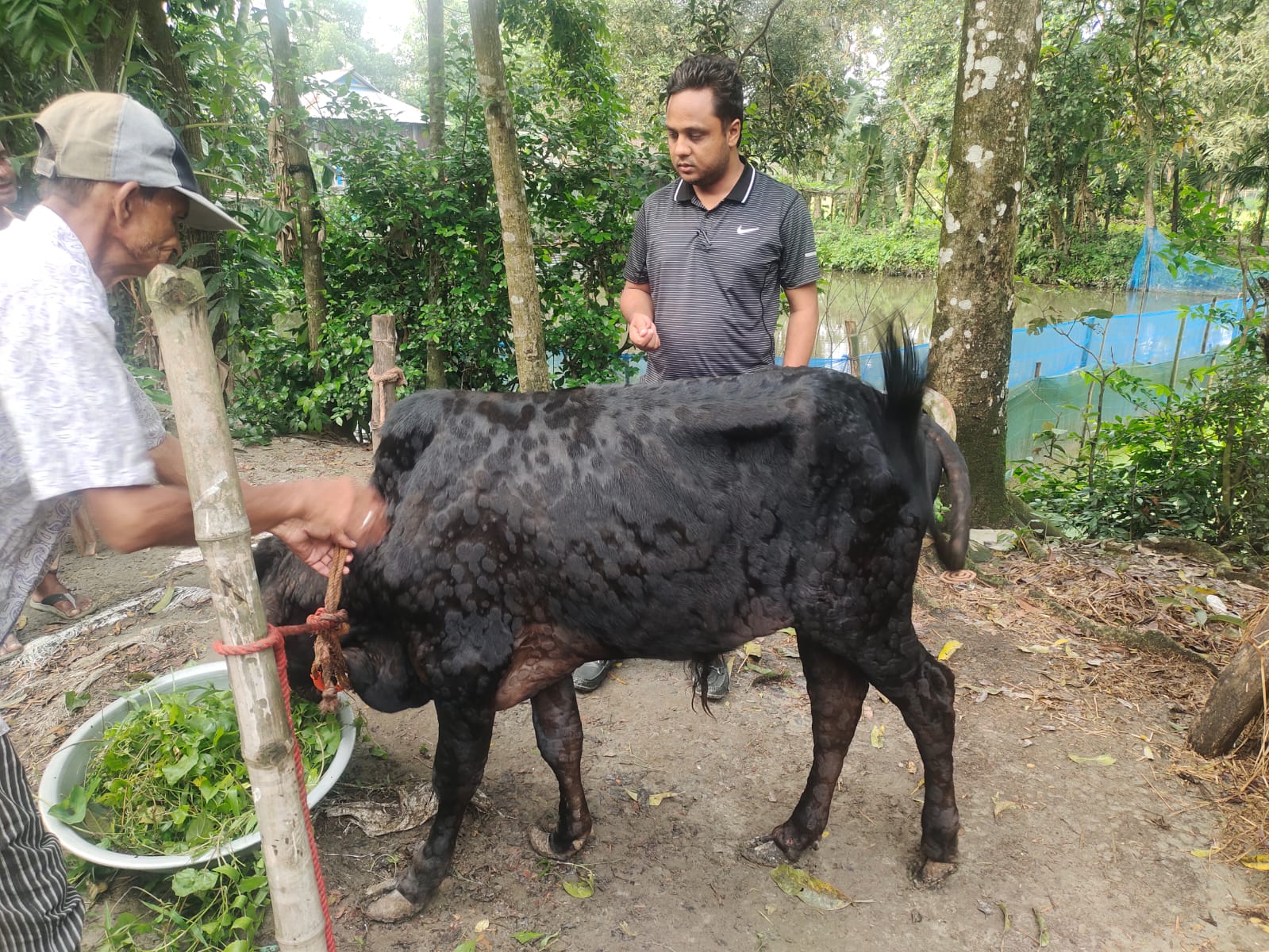 গরমে এলএসডির প্রকোপ বৃদ্ধি,ভ্যাকসিন সরবরাহ সংকট