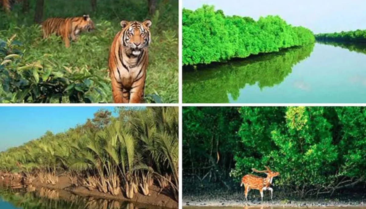 সুন্দরবনের ভেসে আসা ফল-পাতাই উপকূলের নারীদের জ্বালানি,ক্ষতির মুখে প্রাকৃতিক বনায়ন