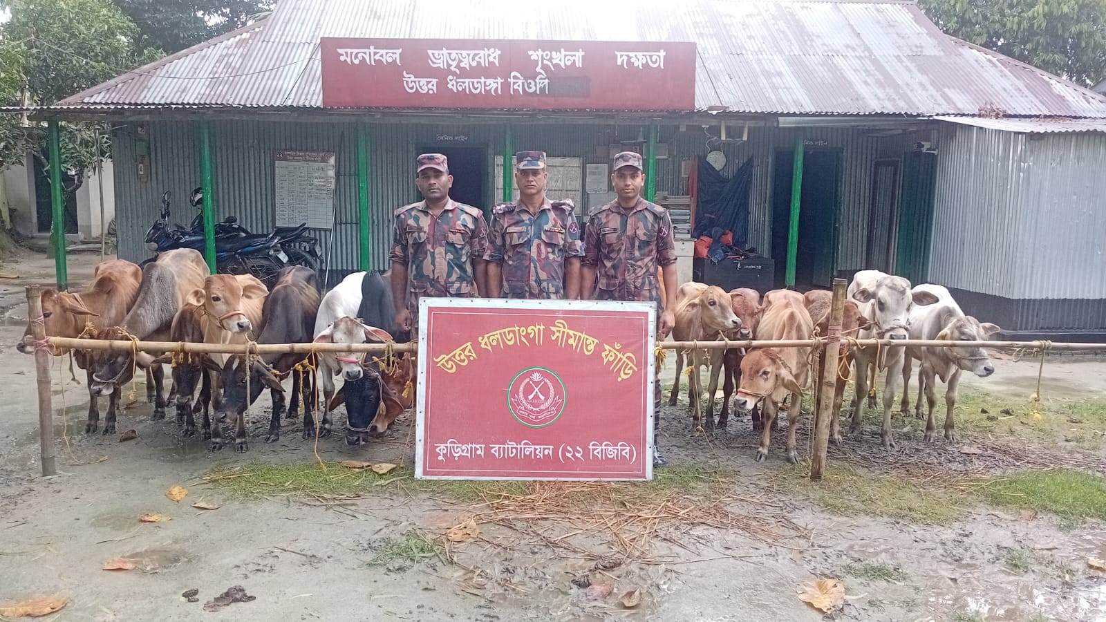 কুড়িগ্রাম সীমান্তে ২৬ লাখ টাকার গাঁজা, গবাদিপশু ও চোরাচালানি পণ্য জব্দ বিজিবির