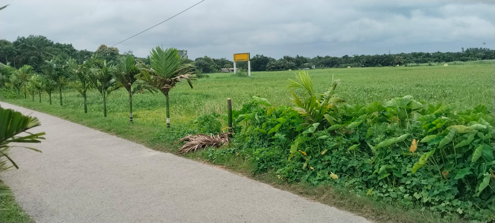 রূপগঞ্জে সামাজিক উদ্যোগে রোপণ করা সুপারি গাছ কাটার অভিযোগ