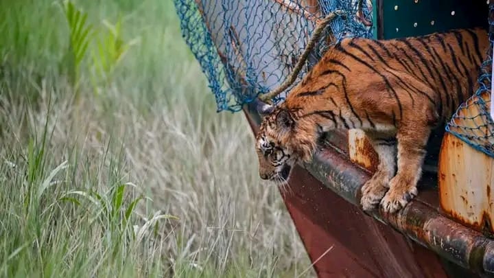 ছয় মাস পর সুন্দরবনে নিজ রাজ্যে ফিরল আহত সেই বাঘিনী