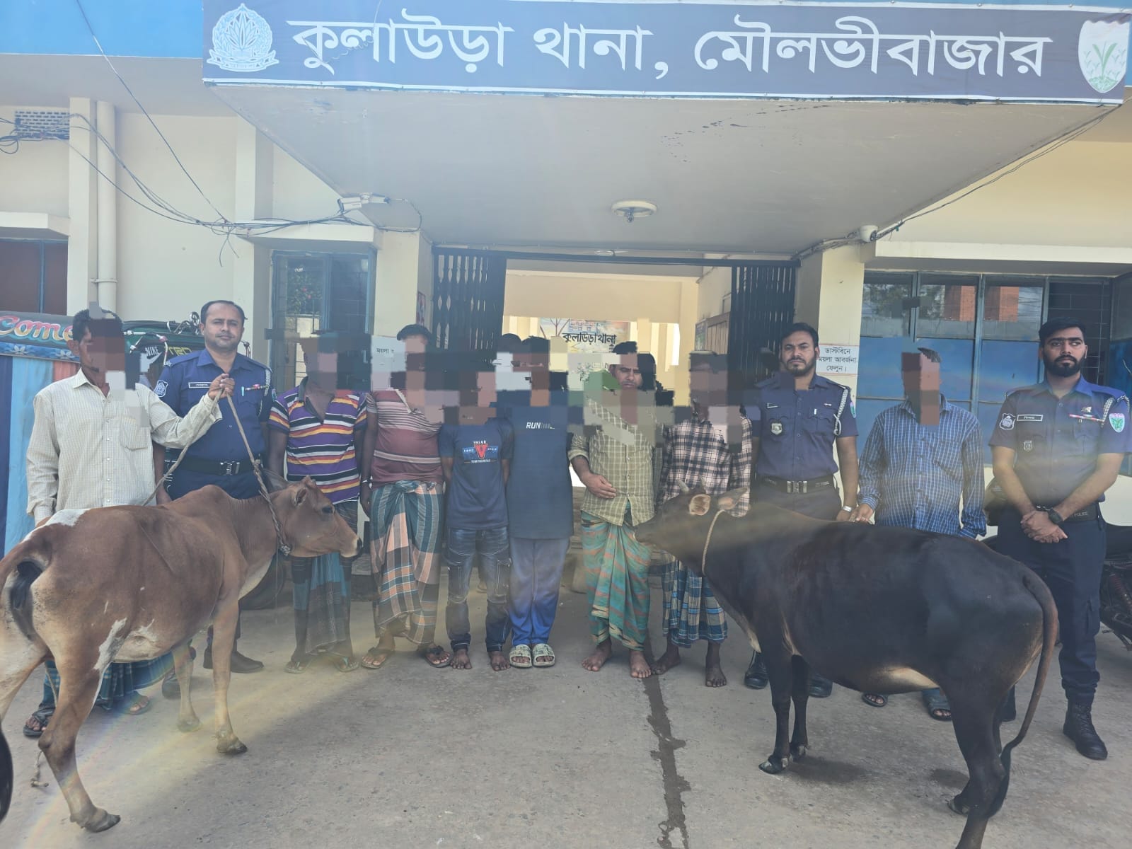 কুলাউড়া থানা পুলিশের অভিযানে ০৬ জন গরুচোর গ্রেফতার