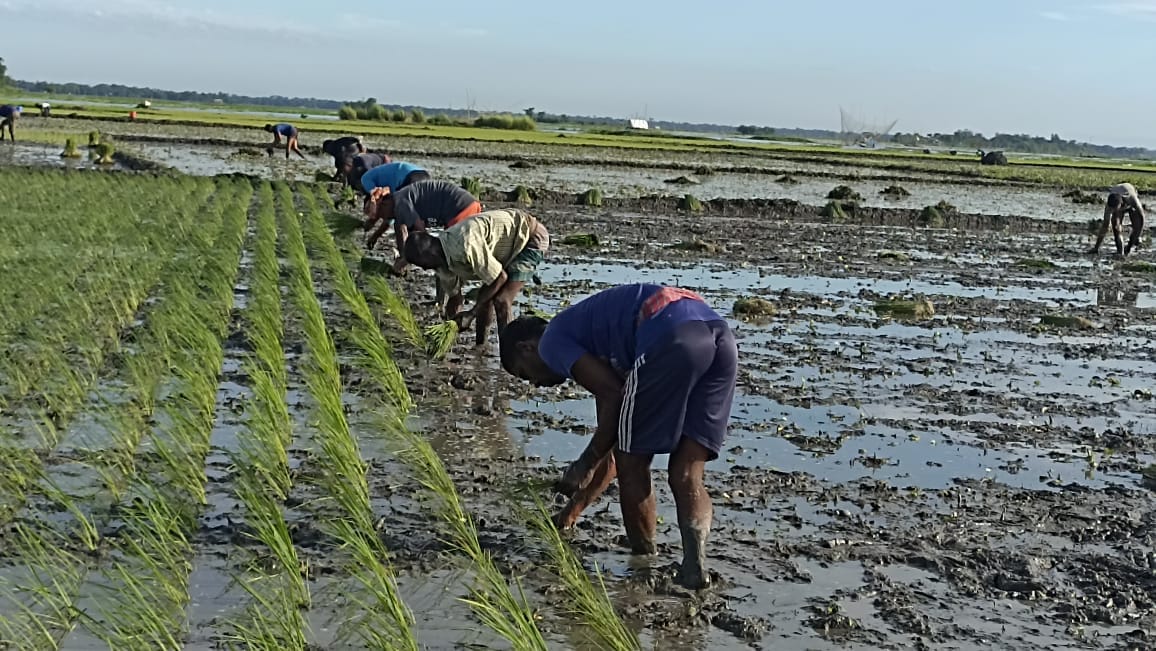 তাড়াইলে আমন চাষে ব্যস্ত কৃষক