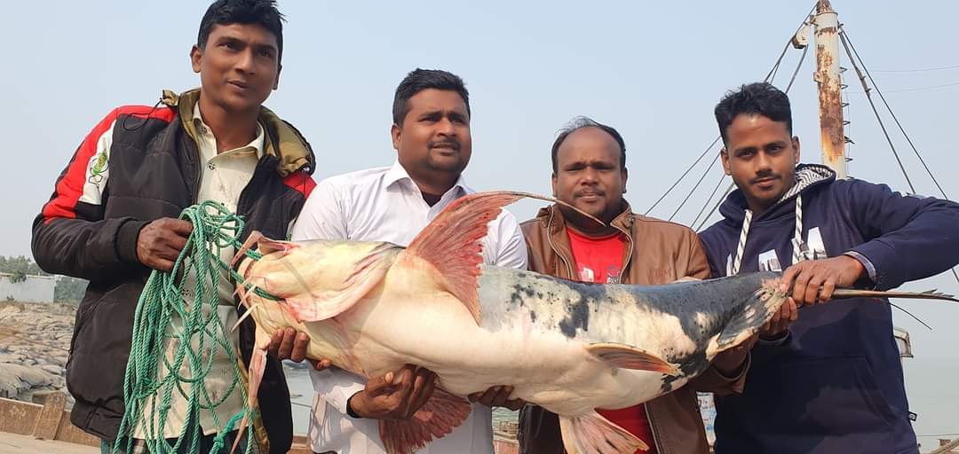 নদীর পানি কমতে শুরু করেছে সাথে সাথে মাছ ধরার জন্য ব্যতি ব্যস্ত রয়েছে পদ্মাপাড়ের জেলেরা।